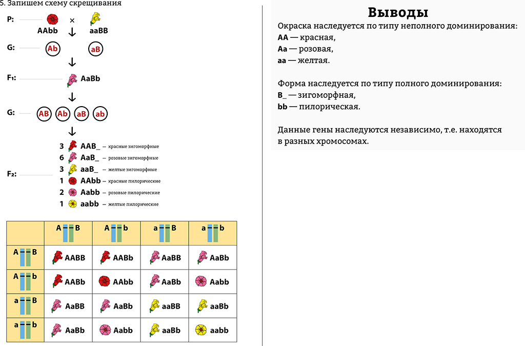 Составление элементарных схем скрещивания практическая работа