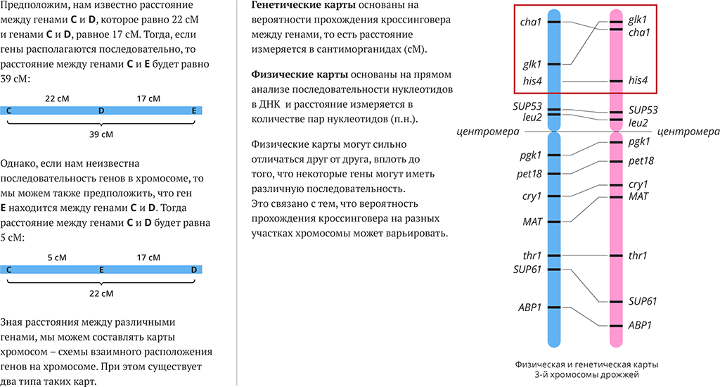 6 что такое карта хромосом